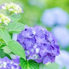 紫色の紫陽花の写真